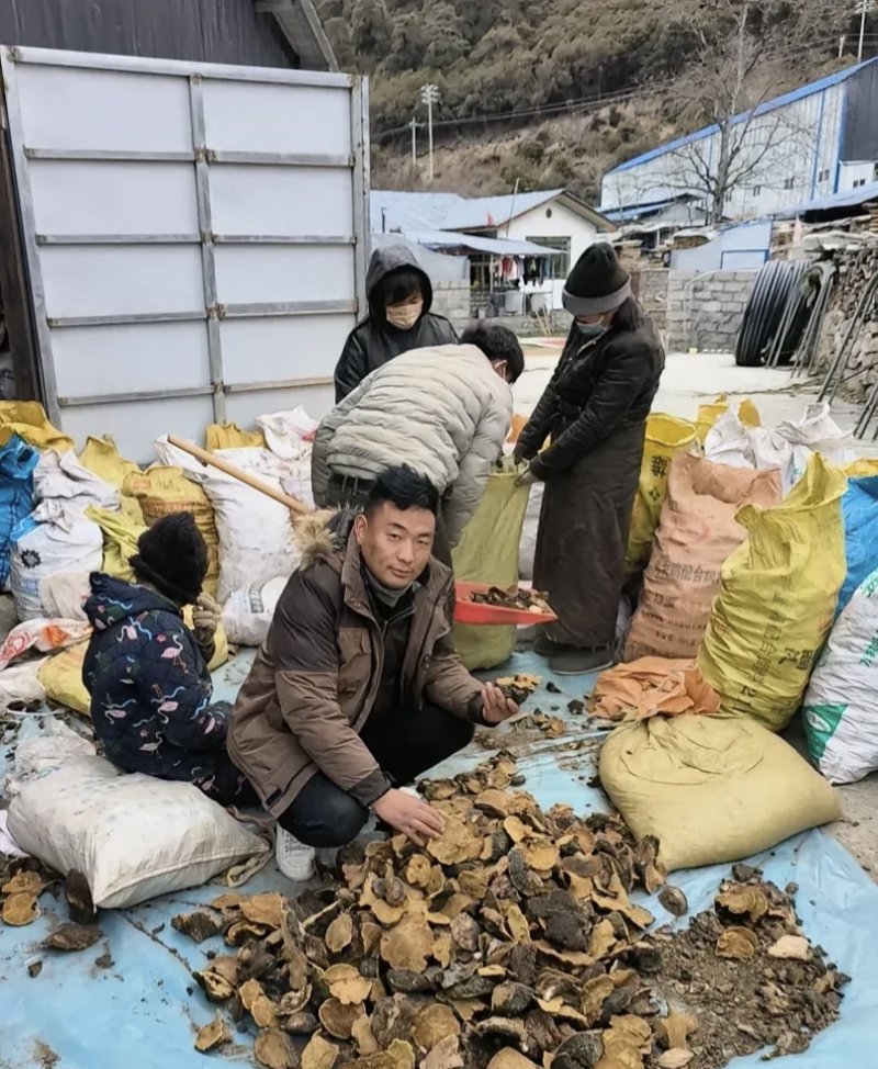 野生中草药收购市场洞察:机遇与挑战并存