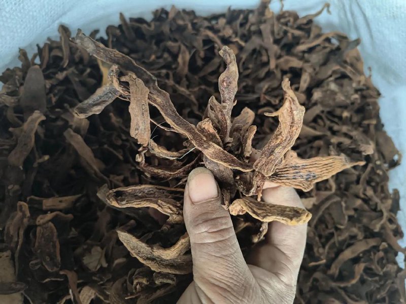林下经济：开发野生药材的新路径