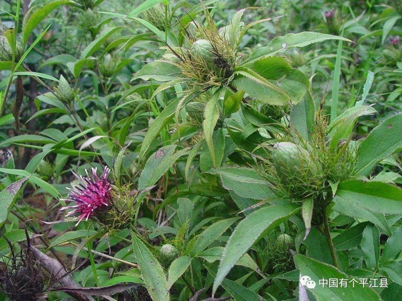 中草药批发：传统行业的新活力